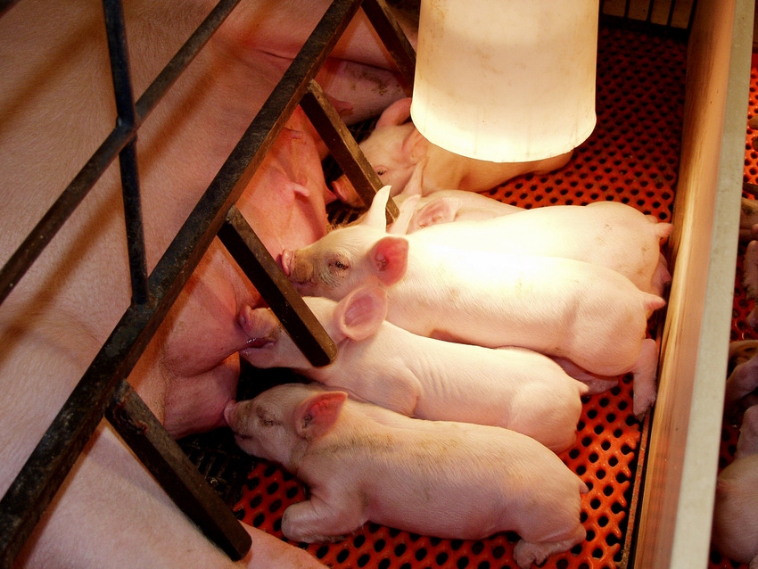 Effect of stall size, number of heat lamps during farrowing: Part 2 Effect of stall size, number of heat lamps during farrowing: Part 2