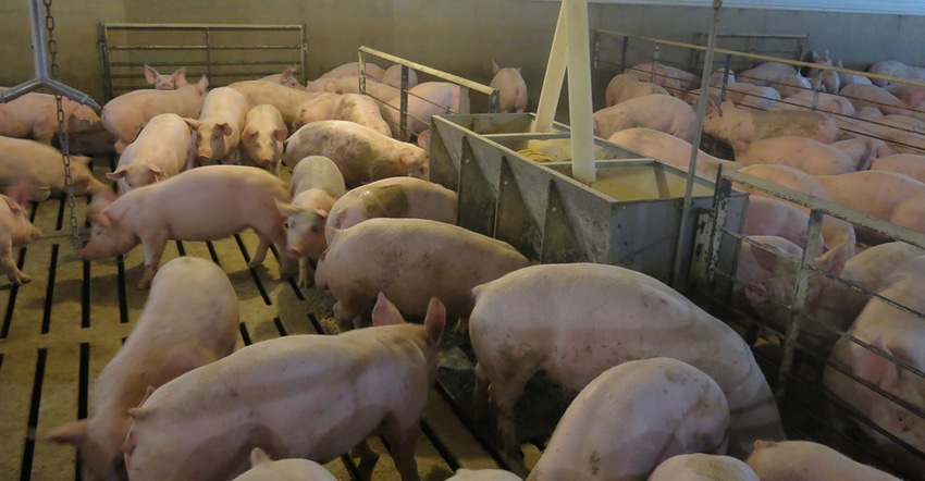 Pigs eating at a feeder