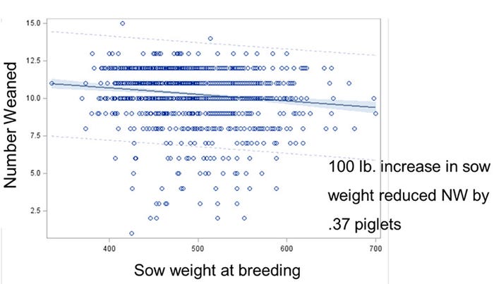 Figure 3: Impact of sow weight at breeding on subsequent number of piglets weaned on a commercial farm in eastern North Carolina.