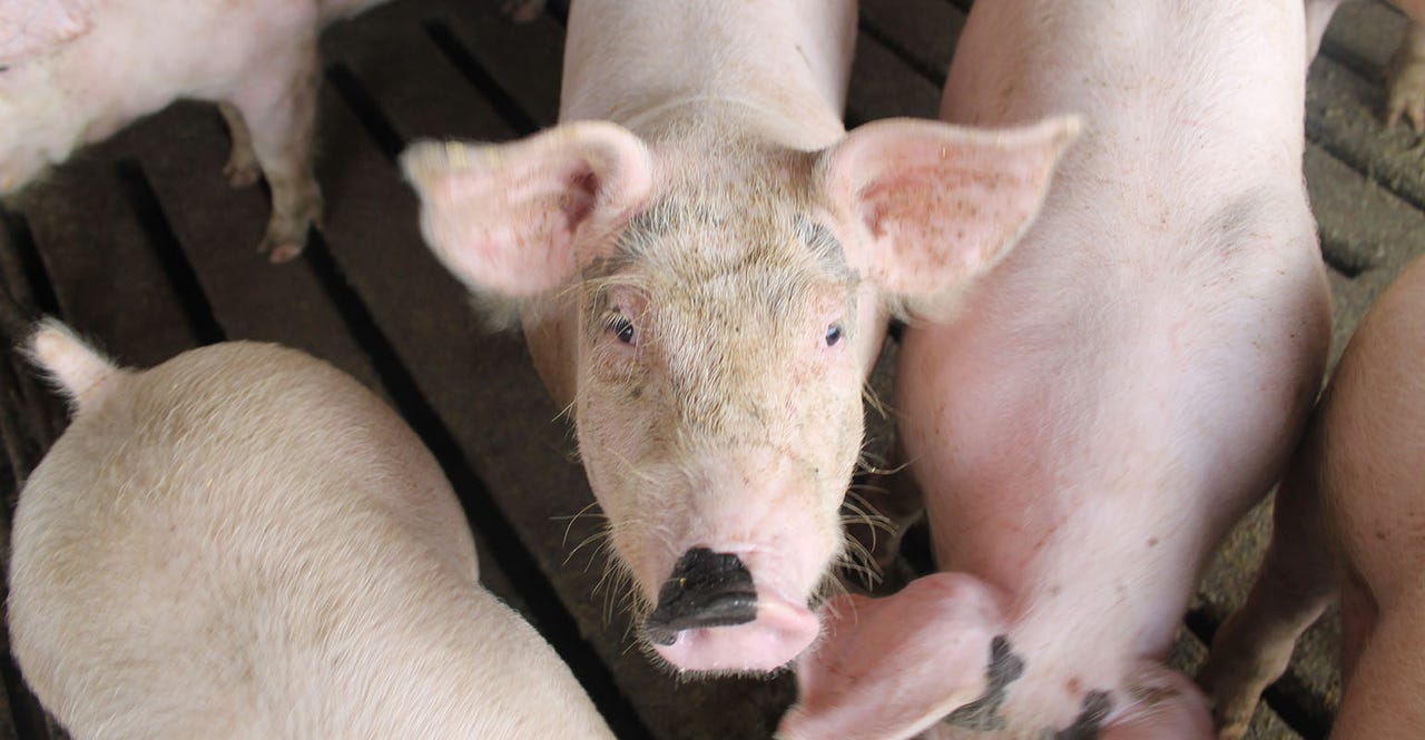 Hog markets stay strong on tight fall supplies