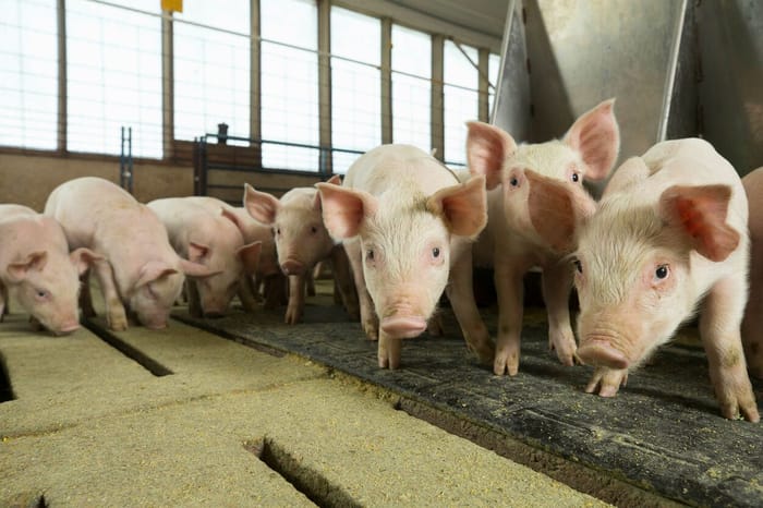 Fodder Hogs National Hog Farmer, your source for hog production, management and ...