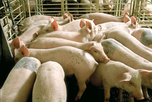 Focusing on Pigs’ True Amino Acid Needs
