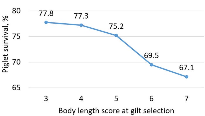 Figure 2: Piglet survival (extrapolated) for sows by body length (1=short; 9=long) at gilt selection. Gilts were followed through multiple parities. Reported farrowing crate length was 90 inches.