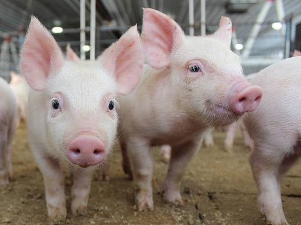 Environmental essentials: How to keep pigs comfortable through weaning