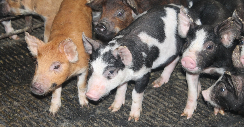 Diverse pigs in a pen