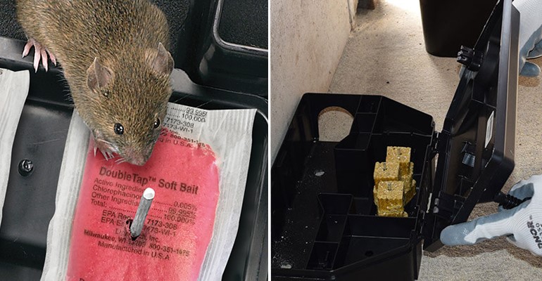 How much does it cost to feed a rat?