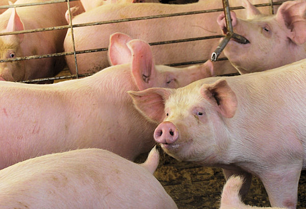 First New-Tech Genetic Map for Pigs Completed
