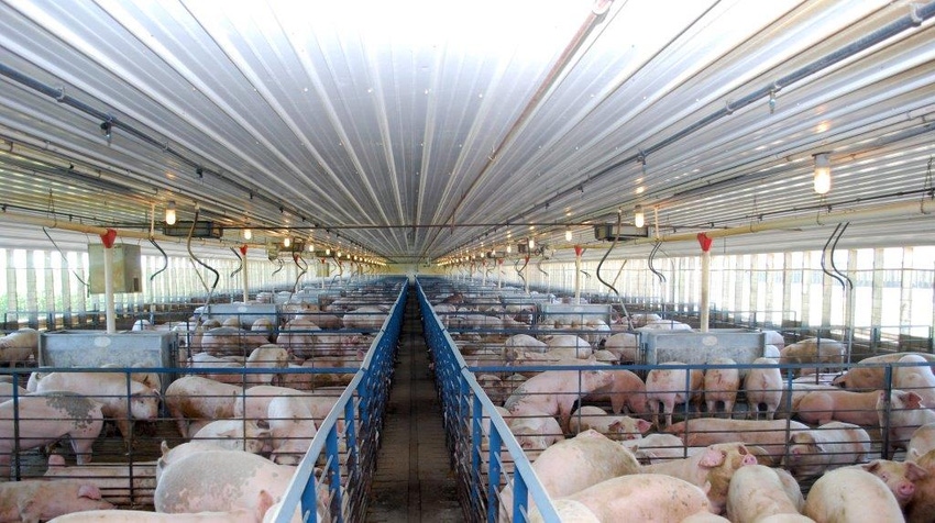 DOJ provides guidance for pork industry response to crisis