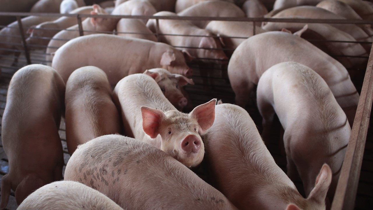 Hog market reporting is nimble, confidential and useful