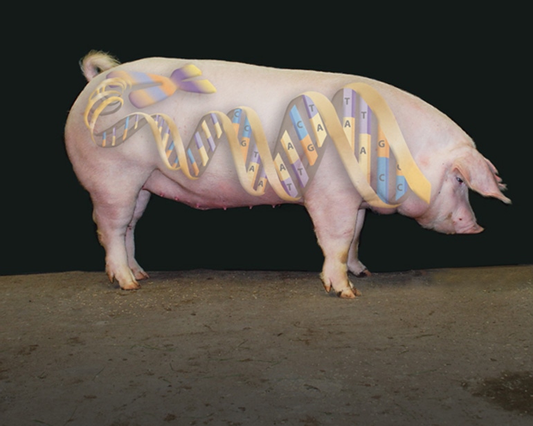 DNA sequencing technology aids in swine diagnostic medicine