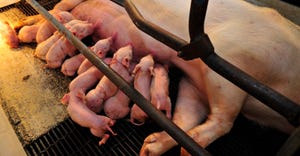 Newborn litter of piglets nursing