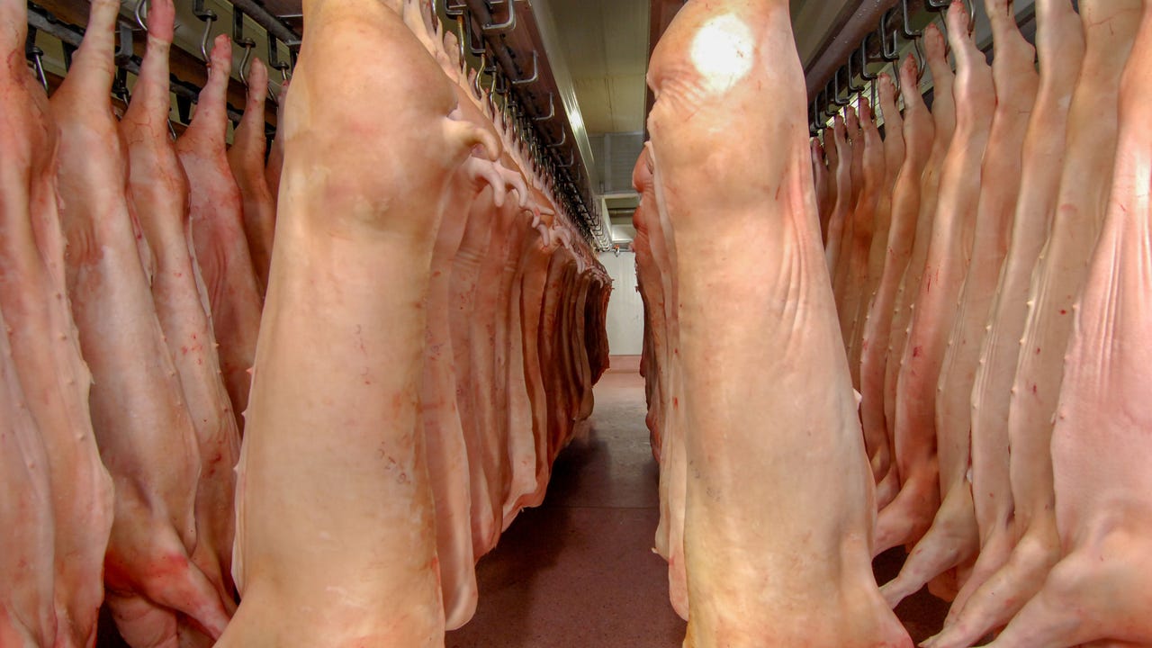UK pig industry responds to CO₂ stunning phase-out