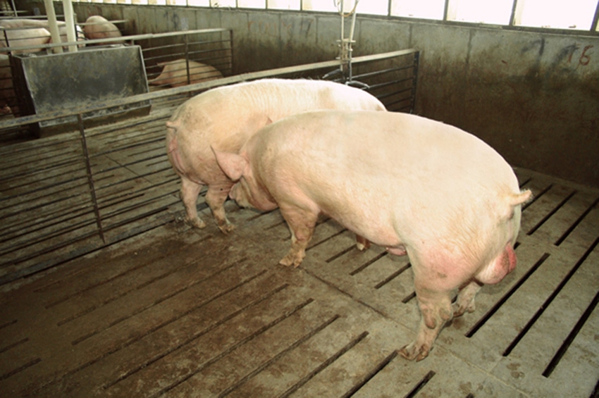 Deciphering ‘people’ versus ‘pig’ problems in boar studs