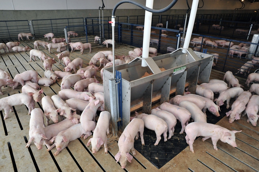 Wean-to-finish production systems evolve for healthy pigs