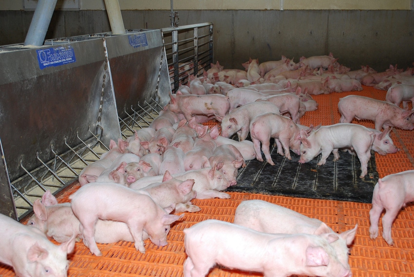 How do nursery pigs perform when fed tryptophan with biomass?