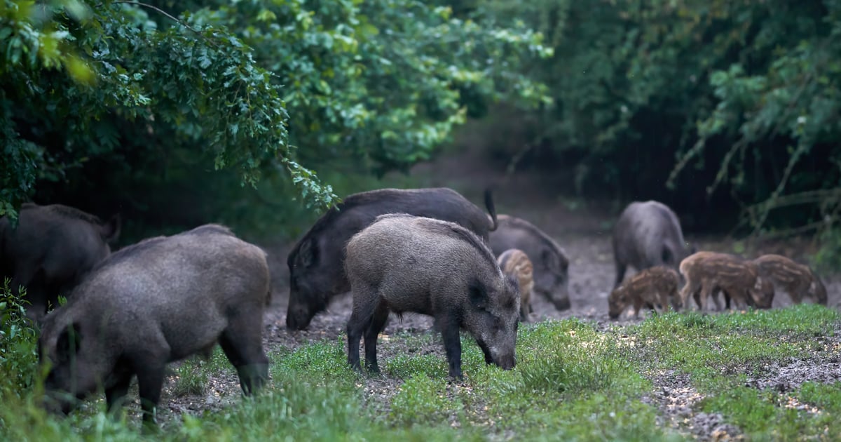 Blue Riddon Roid Hog Blue-tinted pig tissue reveals rodenticide contamination