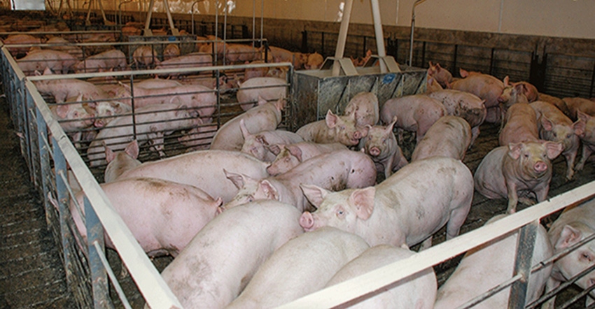 Hogs in a finishing barn