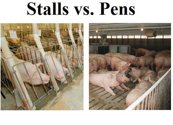 What Does Science Say About Stalls vs. Pens?