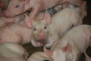 What is the potential for your farm to get to 30+ pigs?