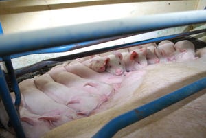 Is 30+ pigs weaned per mated female the goal for your farm?