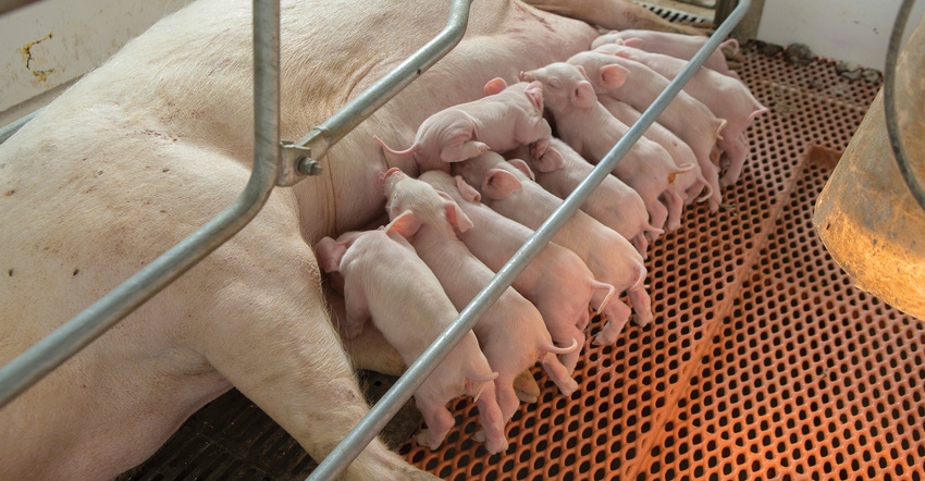Rearing cross-fostered piglets in uniform litters reduced pig removals for light piglets, but increased pig removals and redu