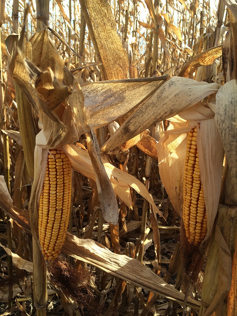 USDA predicting record corn and soybean crops
