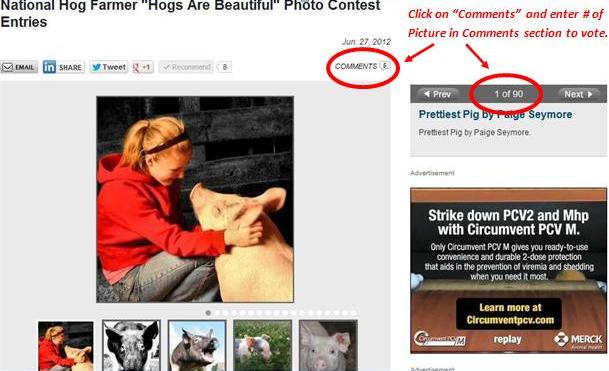 Vote for the "Hogs are Beautiful" Photo Contest Finalists
