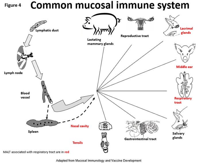  Common mucosal immune system