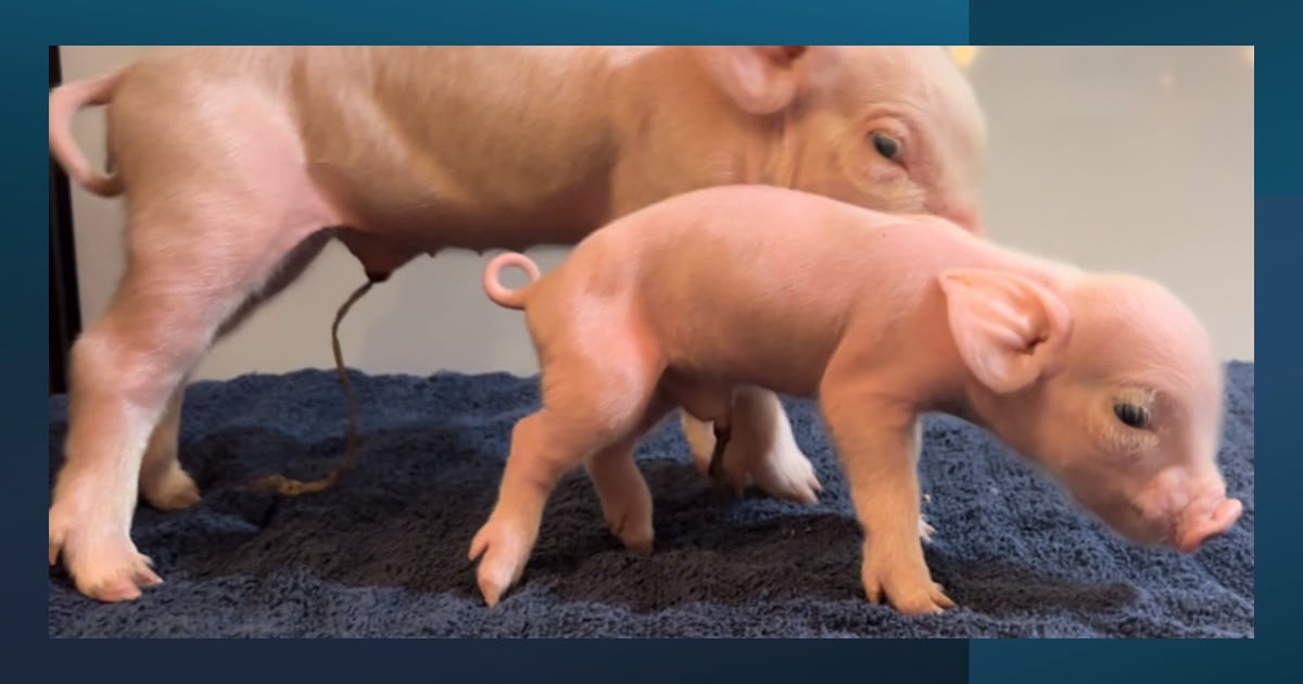 Researchers tackle mismatch between litter size, sow uterus