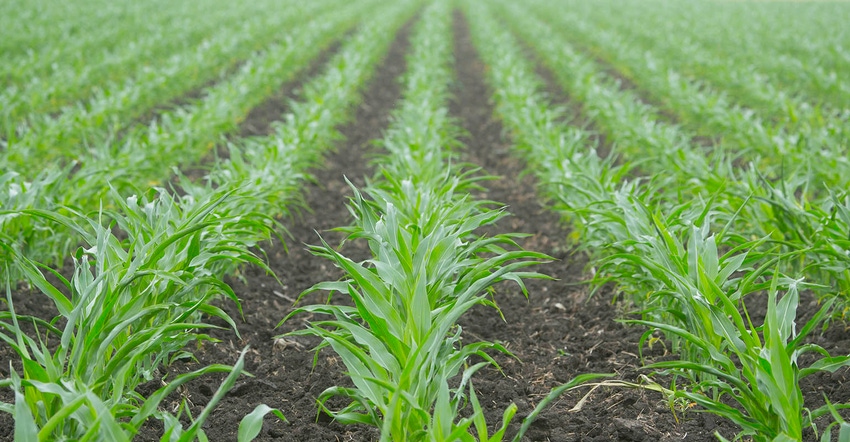 Rows of young corn plants in a field