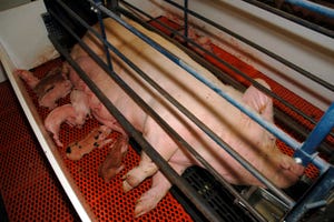Reducing sow mortality in the farrowing room