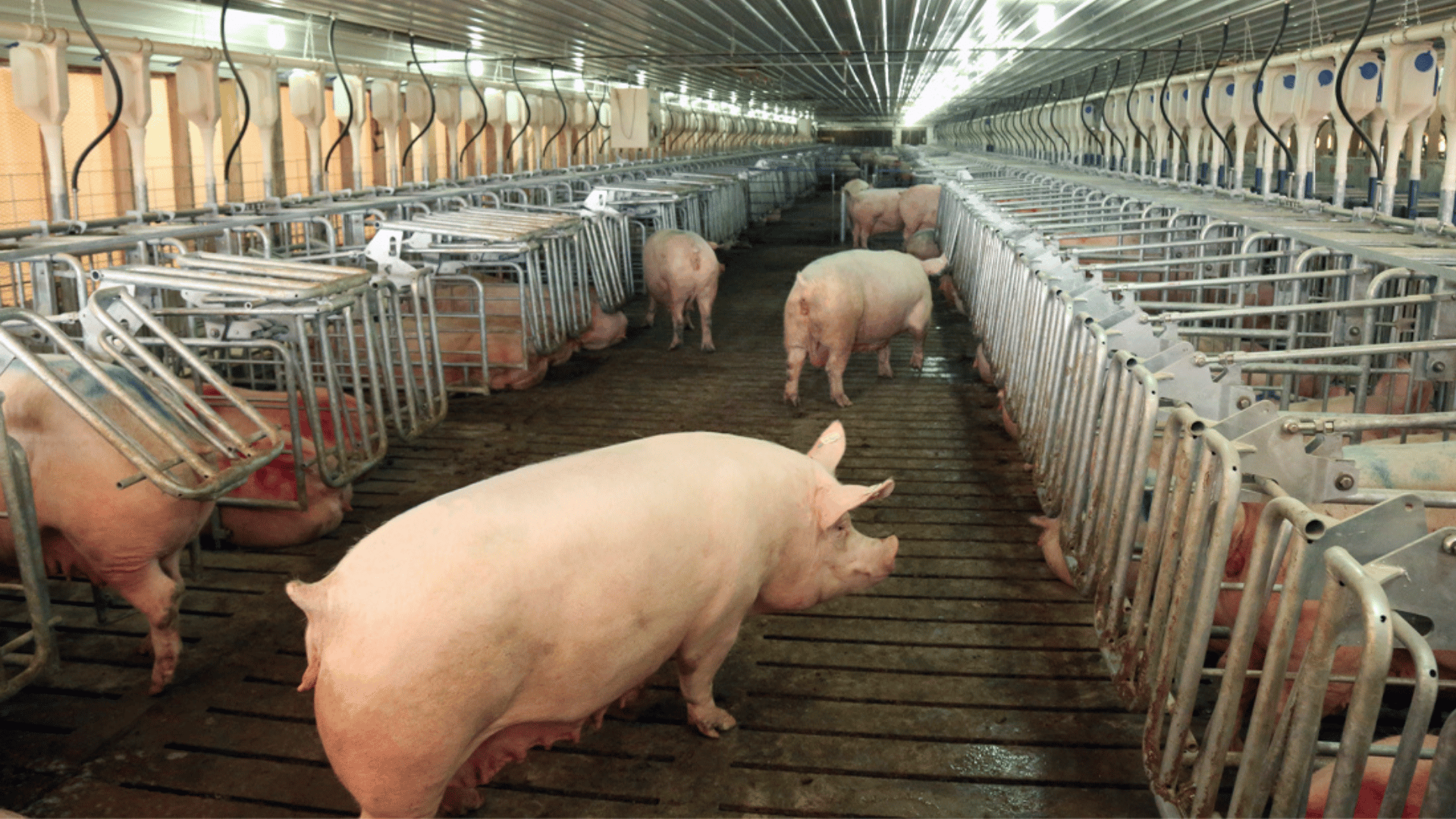 Hog Slat: Innovative Pig Farming Solutions - Vimarsana News