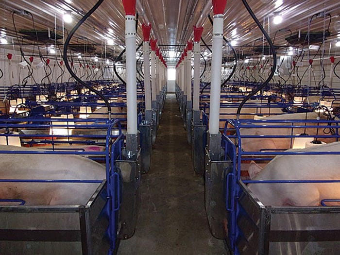 Rooms were finished individually to add farrowing space as quickly as possible. Less than two months after the roof collapse, the first sows were loaded into the new construction rooms. 