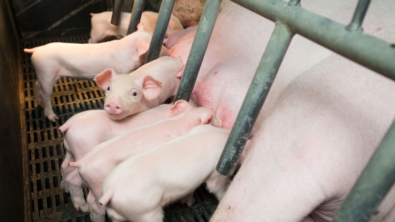 Hog Prices recent news National Hog Farmer