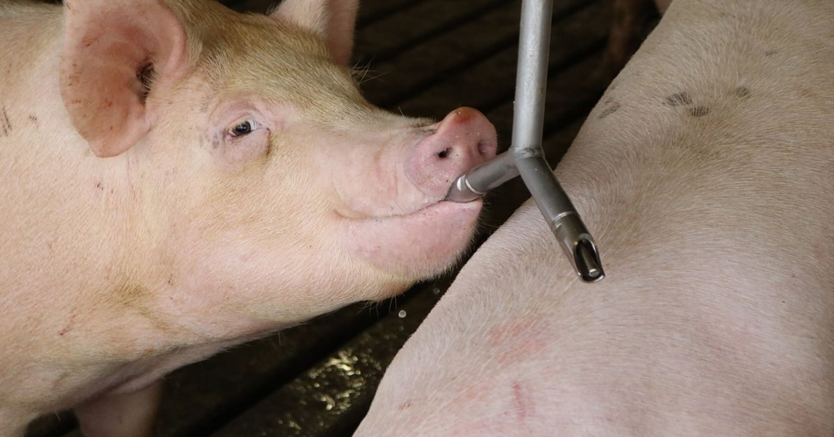 When is water-soluble medication the right option for pigs?
