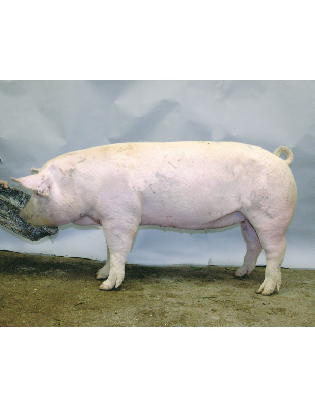 Conformation and Structural Soundness Guidelines for Replacement Gilts National Hog Farmer