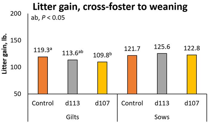 Figure 3: Effect of pre-farrow feeding regimen on litter gain to weaning.