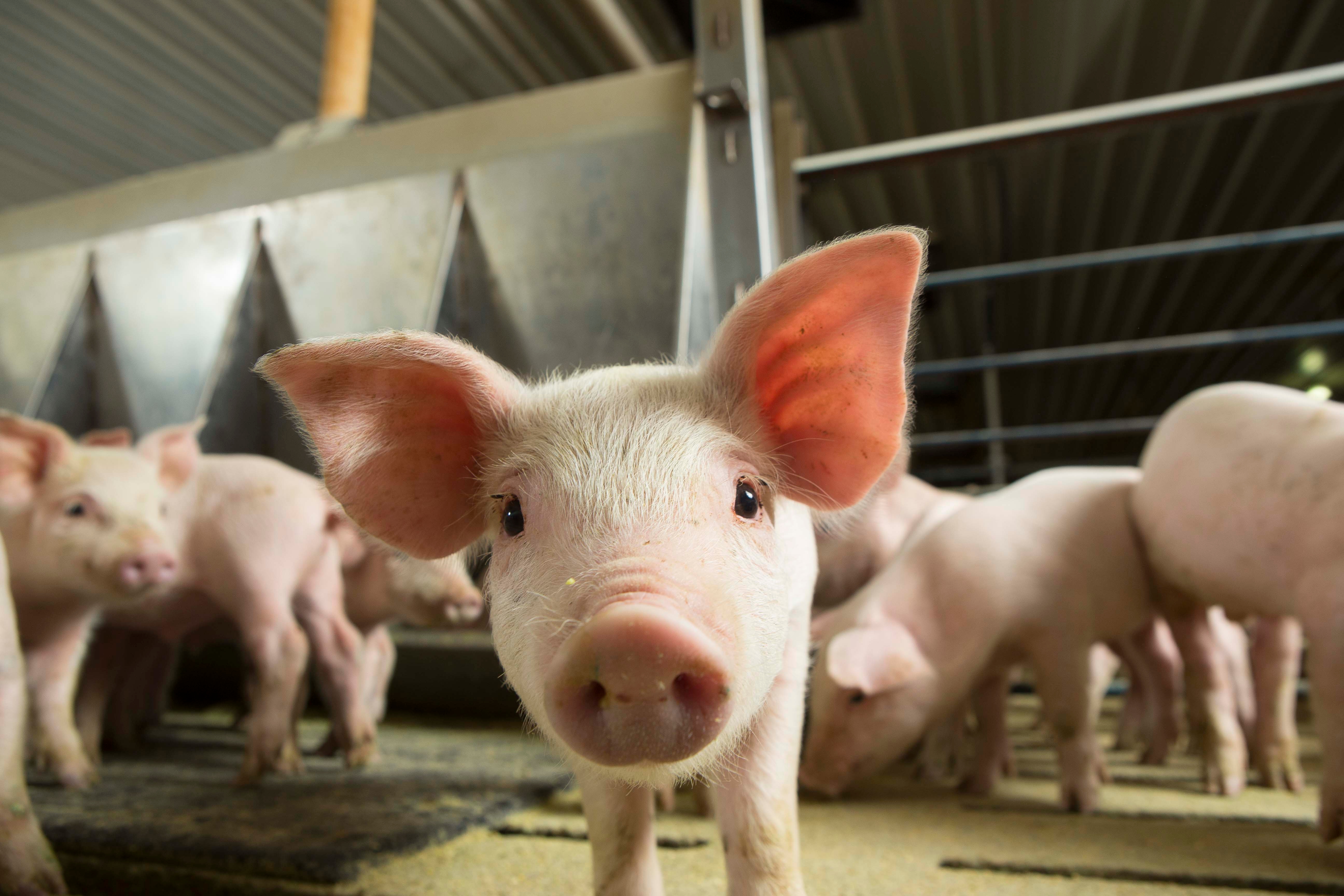 Benefit of soybean meal on gain, efficiency of growing pigs explored