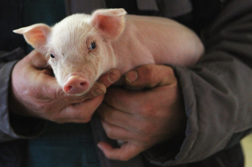 Pork leaders: Proposed WHO ban on preventative use antibiotics is unethical, immoral