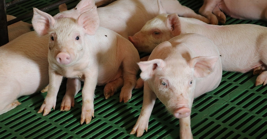 Pen of weaned piglets