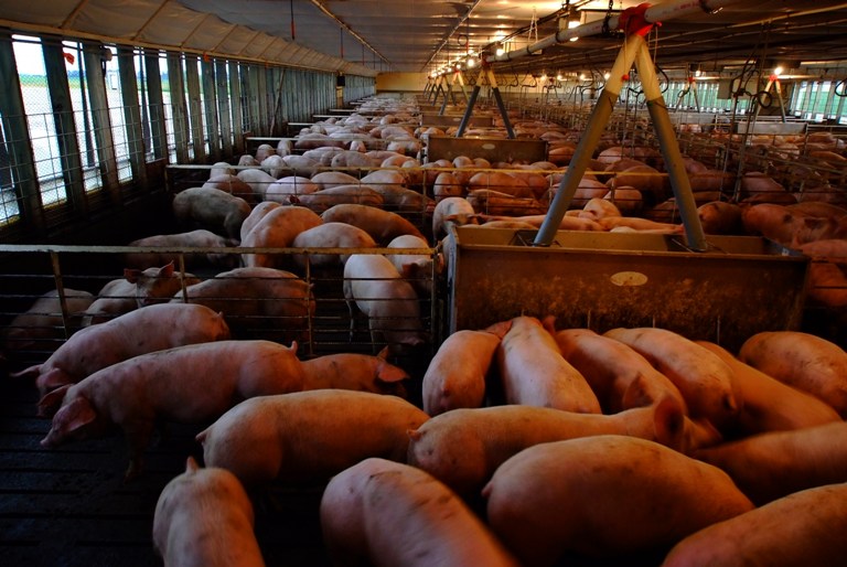 Red Ink Washes Across Pork industry
