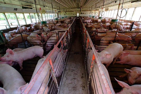 Nebraska lawmakers approve meatpackers' pigs ownership