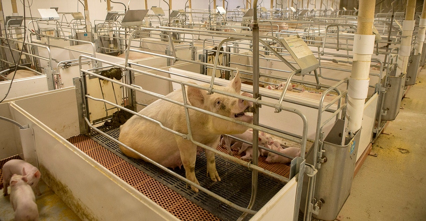 Sow drinking water in a stall