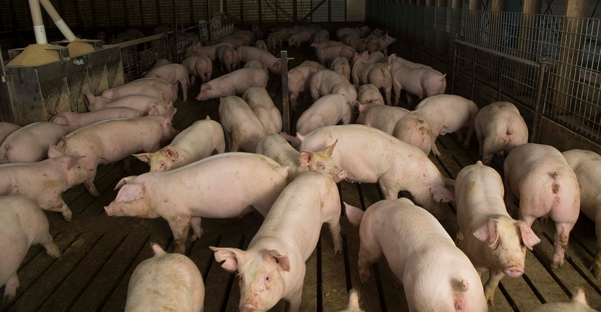 Finishing hogs in a barn