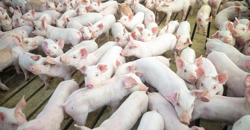 Pen of grower pigs in a barn