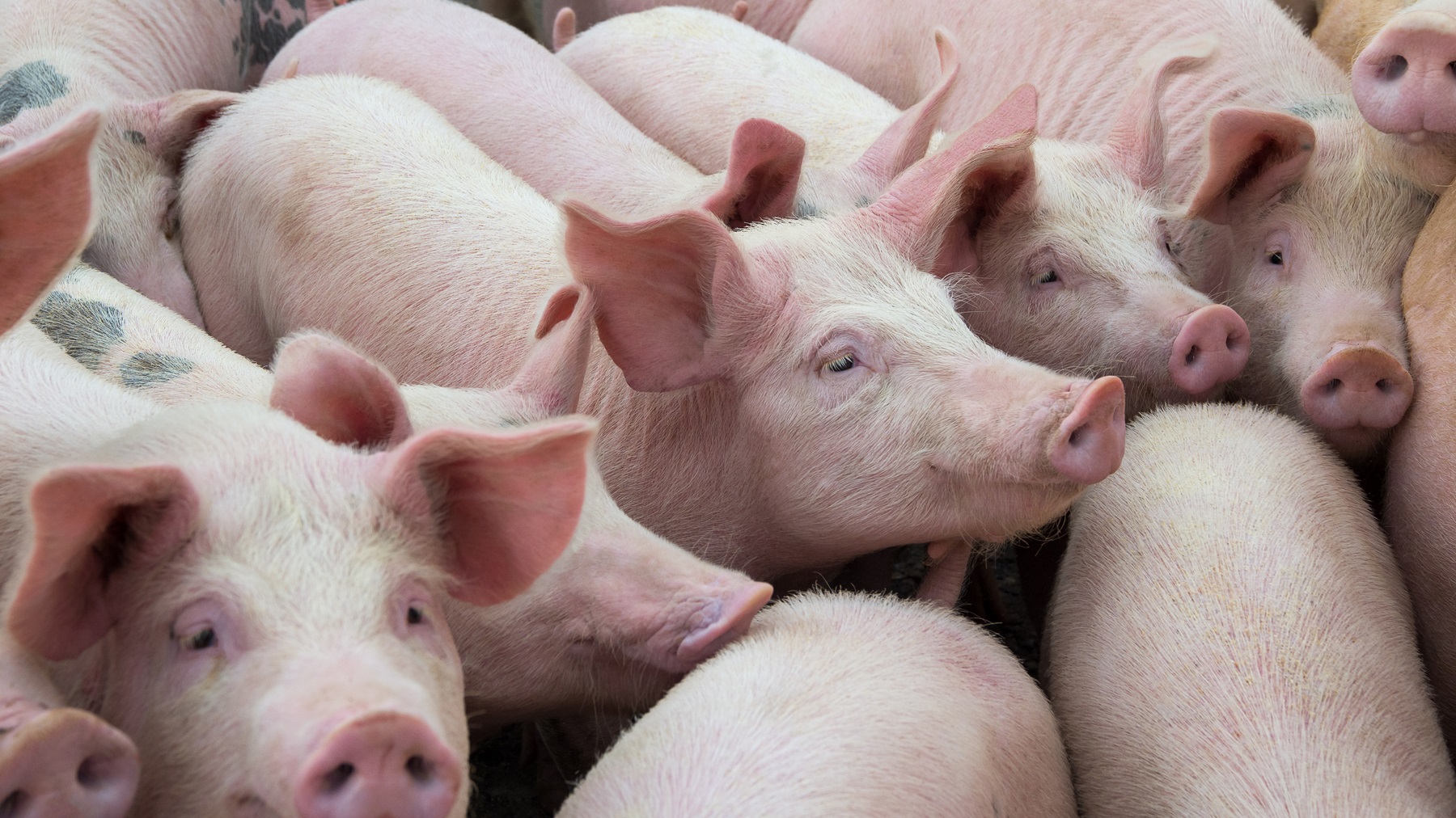 Hog Prices recent news | National Hog Farmer