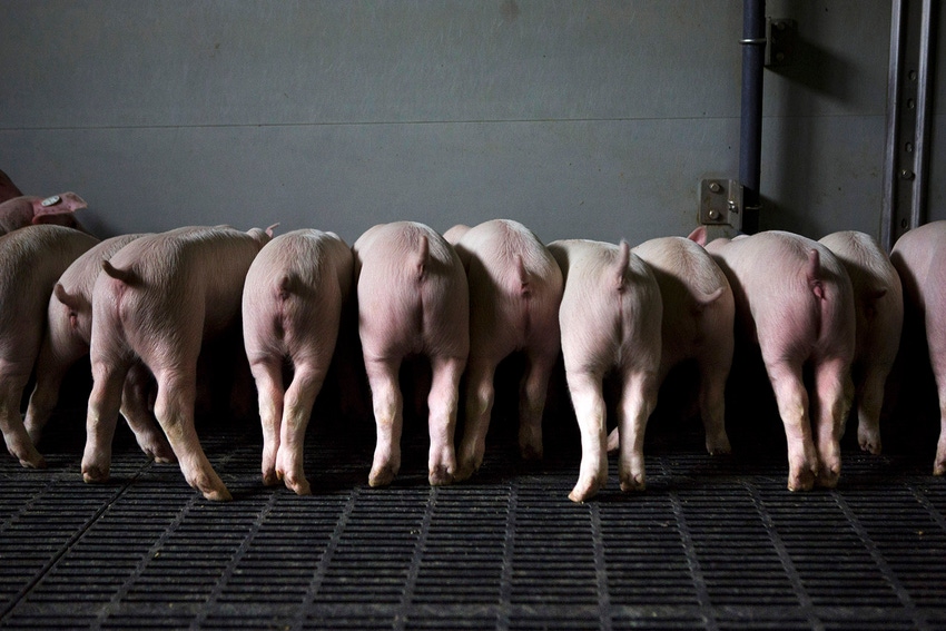 Research reaffirms the necessity of tail docking for pigs
