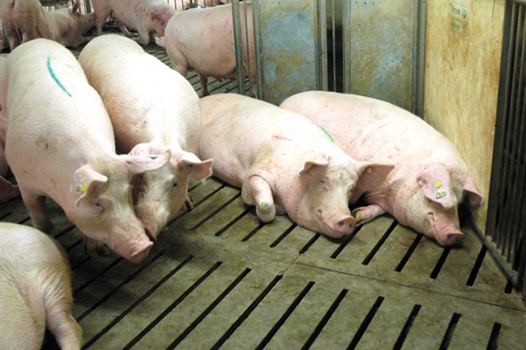4 factors to consider when raising antibiotic-free pigs