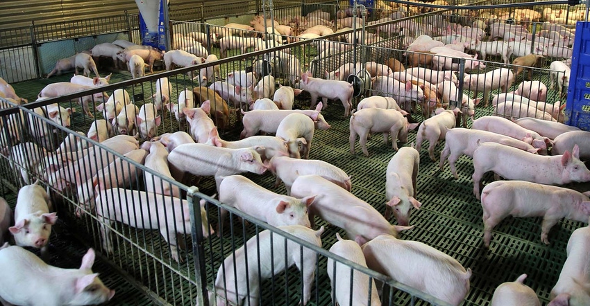 swine-acceptphoto-GettyImages-1082120162 sized.jpg swine-acceptphoto-GettyImages-1082120162 sized.jpg