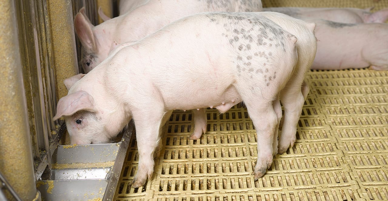 Pigs Eating Insects Using frass from blacks soldier fly larvae in nursery pig diets